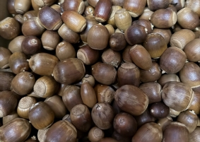 クラフトで使うどんぐり。