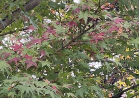 金倉苑の「自由ノート」